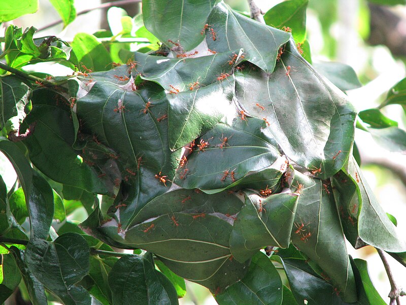 File:Ant House On Leaves.jpg