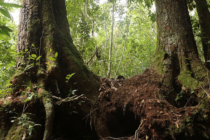 File:Antarctic Beech at Comboyne NSW.jpg