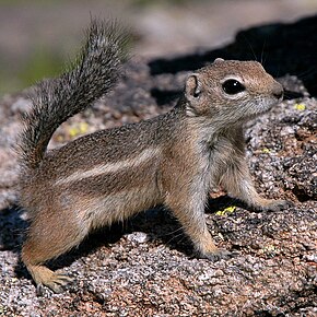 Beskrivelse af antilope-egern-phoenix-arizona.jpg-billedet.