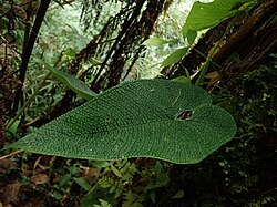 Anthurium corrugatum.jpg