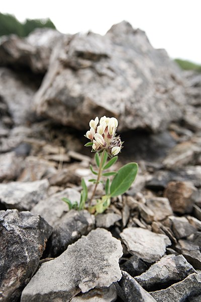 File:Anthyllis vulnearia subsp. pulchella (Vis.) Bornm. leg P.Cikovac Mt Orjen talus slope.jpg