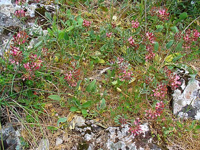 Anthyllis vulneraria rubriflora Habitus