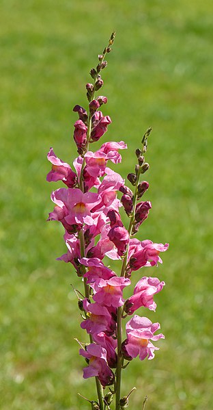 File:Antirrhinum majus F1 'Rocket Orchid'.jpg