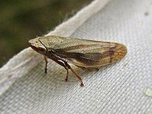 Aphrophora salicina (Aphrophoridae) - (imago), Arnhem, Niederlande - 2.jpg