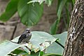 * Nomination Aplonis panayensis (Asian Glossy Starling ) immature in the ZooParc de Beauval in Saint-Aignan-sur-Cher, France. -- Medium69 01:52, 14 November 2015 (UTC) * Promotion Good quality. --Ralf Roletschek 23:40, 19 November 2015 (UTC)