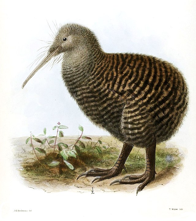 kiwi bird predator prey relationships