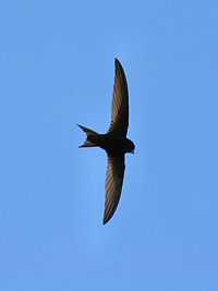 Common swift, a very common summer visitor. Apus apus 01.jpg