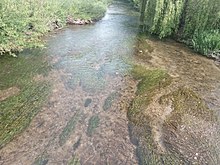 Aquatic vegetation in the River Allen