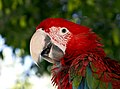 * Nomination a parrot's profile.--Jebulon 22:21, 22 April 2011 (UTC) * Promotion  Support Nice --Archaeodontosaurus 14:01, 23 April 2011 (UTC)