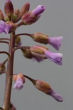 Thumbnail for Boechera sparsiflora