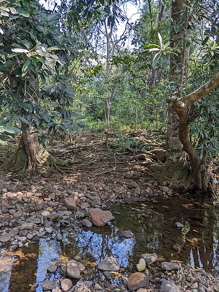 File:Aralam Wildlife Sanctuary during Annual Butterfly Survey 2022 (213).jpg