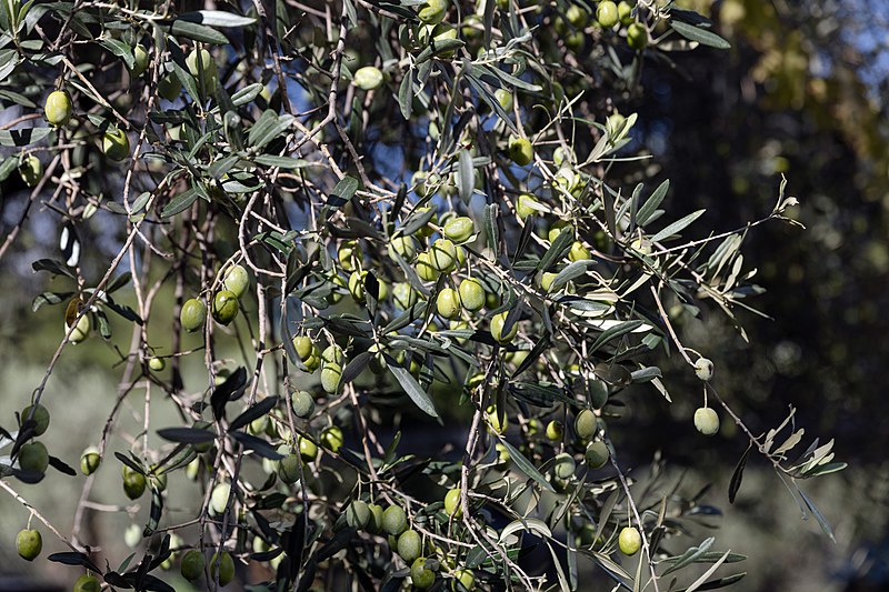 File:Archangelos Αρχάγγελος Rhodes Ρόδος 2019-11-27 06 olive tree.jpg