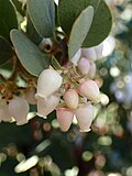 Thumbnail for Arctostaphylos silvicola