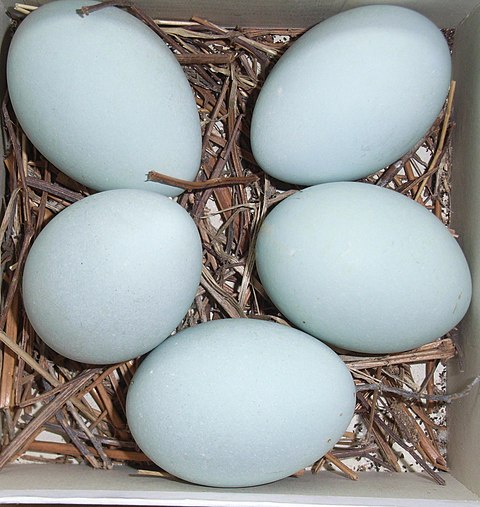 Какого цвета яйца птиц. Серая цапля яйца. Яйца Цапли серой. Птичьи яйца. Голубые яйца.
