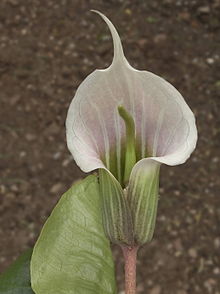 Arisaema candidissimum.jpg