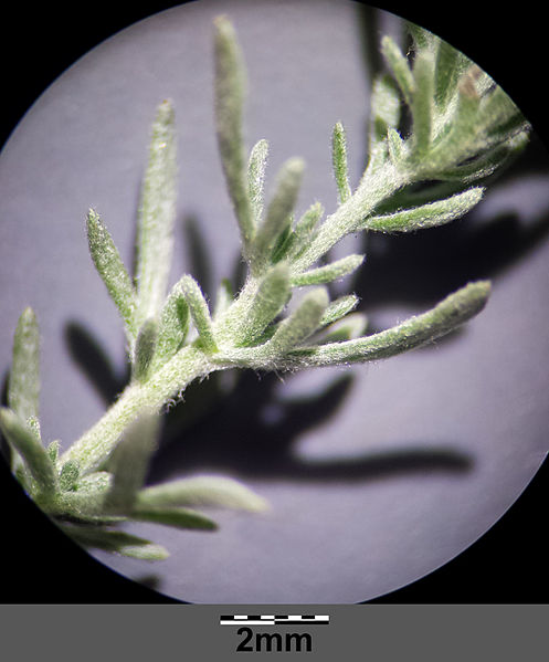 File:Artemisia repens sl6.jpg