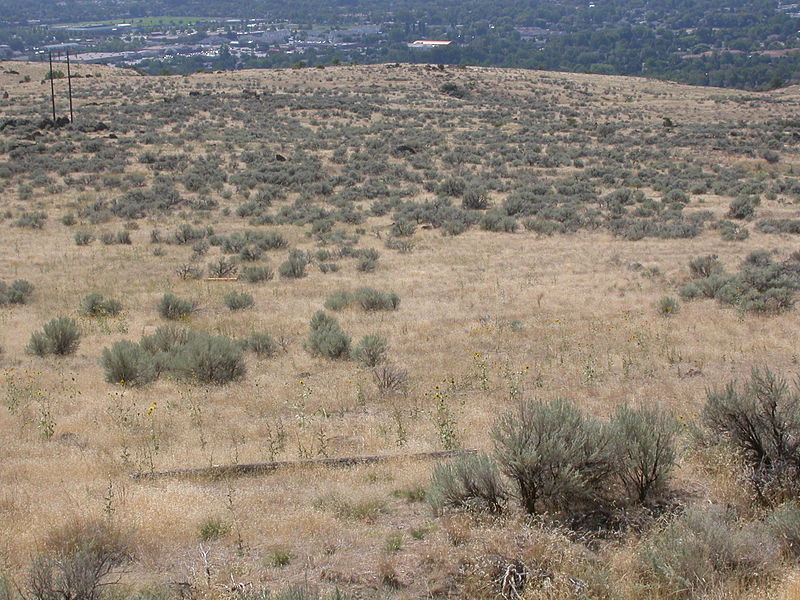 File:Artemisia tridentata tridentata (8467552607).jpg