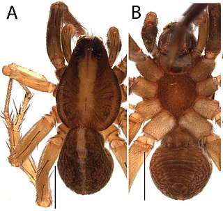 <i>Artoria barringtonensis</i> Species of spider