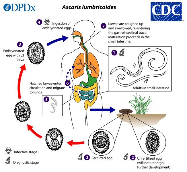 File:Ascaris lumbricoides life cycle.png