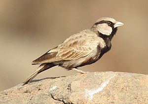 Gray teller, male