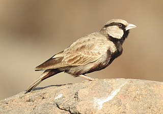 <span class="mw-page-title-main">Ashy-crowned sparrow-lark</span> Species of bird