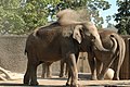 Asian Elephant in Dust