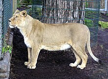 Panthera leo - Wikipedia, la enciclopedia libre