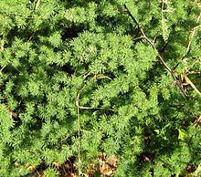 Asparagus rubicundus has tufts of tiny thread-like leaves, along its spiny brown stems Asparagus rubicundus - Cape Town.jpg