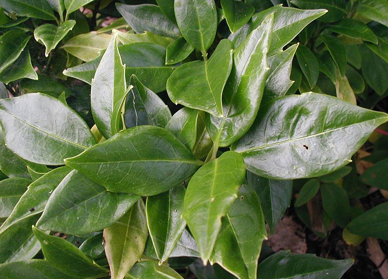 File:Aucuba-japonica-leaves.JPG