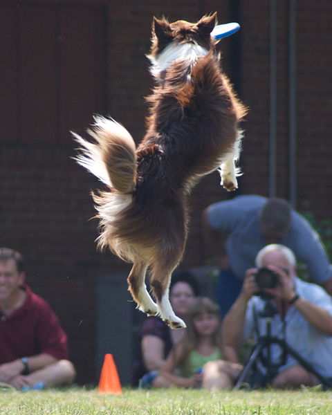 File:Australian Shepherd catching a frisbee.jpg