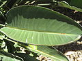 Leaves of a Strelitzia (Bird of paradise) plant growing in the Brisbane City Botanic Gardens.