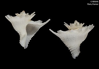 <i>Babelomurex depressispiratus</i> Species of gastropod