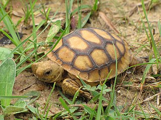 Baby Gopher Tortoise