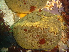 Sponges at Albatross Rock