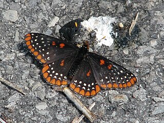 <i>Euphydryas</i> genus of insects