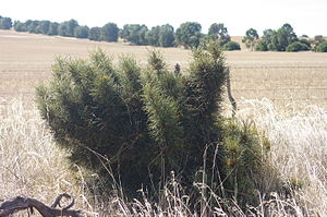 Banksia horrida gnangarra 03.JPG