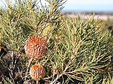 Banksia sphaerocarpa var. pumilio gravelpit Cataby email.jpg
