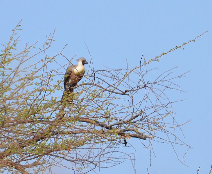 File:Bare-faced Go-away-bird, Ruaha NP, Tanzania.jpg