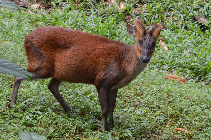 File:Barking Deer at Trivandrum Zoo DSW.JPG