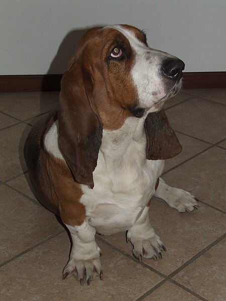 File:Basset Hound profile.jpg