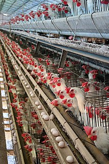 <span class="mw-page-title-main">Poultry farming</span> Part of animal husbandry