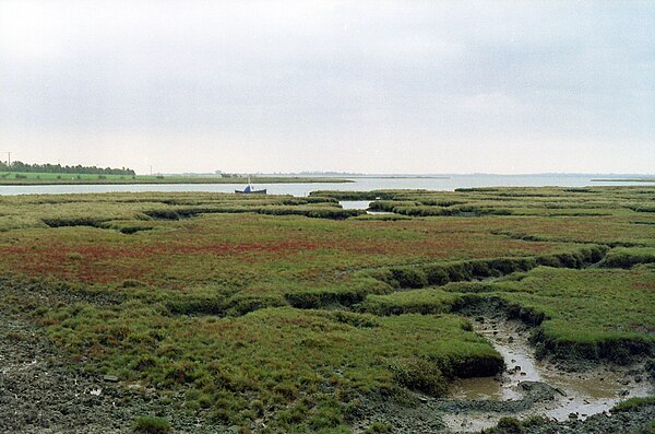 Battle of Maldon plains