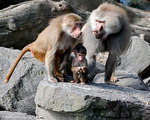 Mantled bavian (hun til venstre, han til højre, ungt dyr nedenfor)