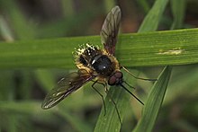 Пчелиная муха (Bombylius mexicanus), Merrimac Farm WMA, Va.jpg