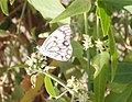 In Senegal, dry season.