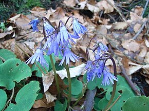 Descrição da imagem Bergglöckchen (Soldanella montana) .jpg.