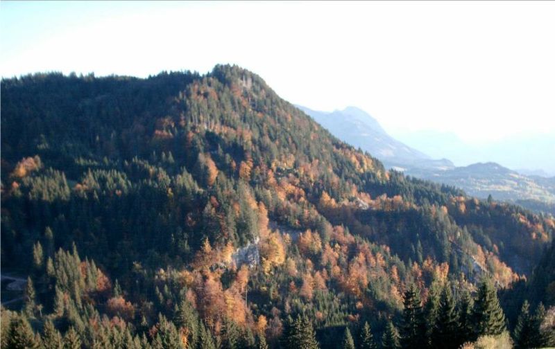 File:Bergmischwald Allgäu.jpg