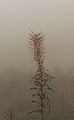 Bergtocht van Vens naar de Pointe Oilletta in Valle d'Aosta (Italië). Zaaddozen van alpenflora langs bergpad in dichte mist bij Lac du Joux (1930m).