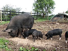 foto colorida mostrando uma porca preta com quatro leitões pretos de pés brancos em um curral eletrificado ao ar livre.