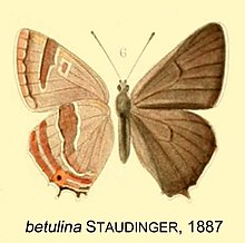 BetulinaStaudinger1887OD.jpg